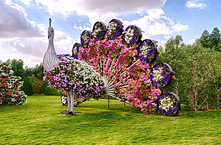 Miracle-Garden-In-Dubai-Most-Beautiful-Largest1