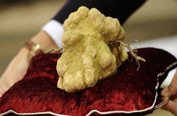 Top-Ten-List-of-Most-Expensive-Food-in-the-World-Italian-White-Alba-Truffle