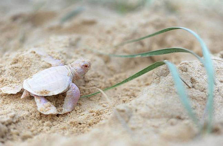 albino-turtle--mos-1_021016025049