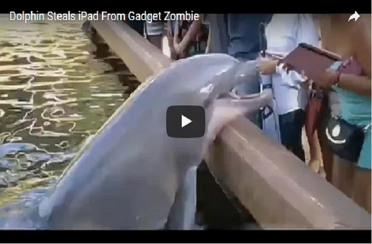 Dolphin snatches ipad from a lady